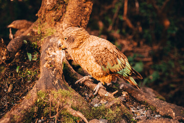 Wild Kea Parrots, New Zealand