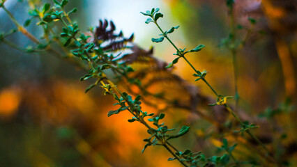 Paysage forestier des Landes de Gascogne, avec sa flore opulente et ses nombreuses bruyères et fougères