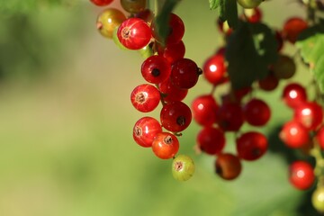 Closeup view of red currant bush with ripening berries outdoors on sunny day. Space for text