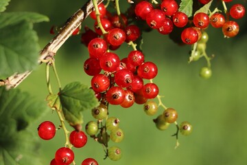 Closeup view of red currant bush with ripening berries outdoors on sunny day