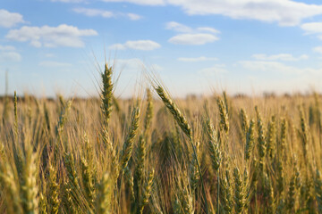 Beautiful agricultural field with ripening wheat, closeup