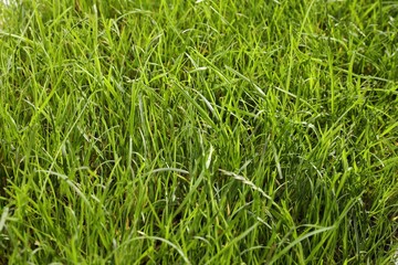 Beautiful lush green grass as background, closeup