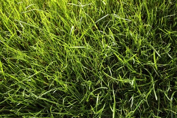 Beautiful green grass as background, above view