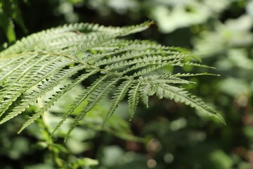 Beautiful green fern leaf on blurred background, closeup view