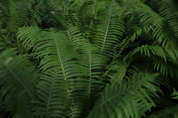 Beautiful fern with lush green leaves growing outdoors