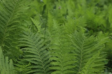 Beautiful fern with lush green leaves growing outdoors
