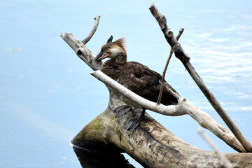 Hooded Meganser female