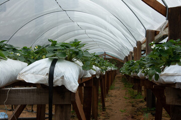 strawberry plantation in greenhouse in brazil