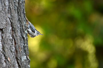 Nuthatch