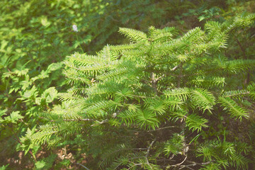 絵画風にレタッチしたモミの枝葉