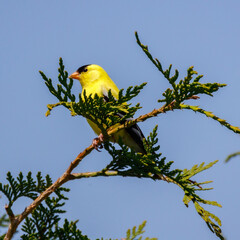 Yellow finch