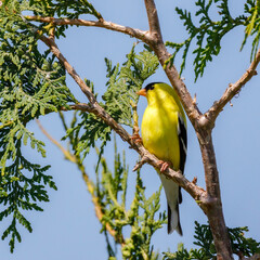 Yellow finch