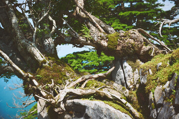 岩場に根付いた木