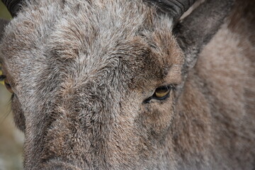Obraz premium Close up of goat eye 