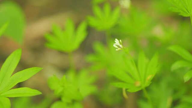 White wildflowers. Sweetscented bedstraw, woodruff. Galium odoratum, the sweet woodruff. Close up.