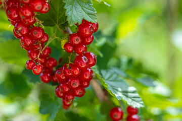 Red currant with green leaves in the garden.. red berries for eating