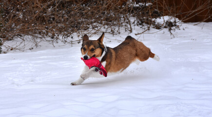 Dog running in snow