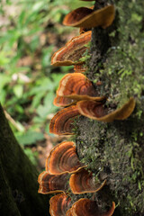 Lingzhi mushroom on the tree in rian forest with green moss on nature background