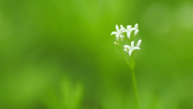 Spice and medicinal plant that grows in the forest. Flowers of sweetscented bedstraw, galium odoratum plants. Close up.