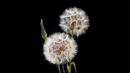 Two large dandelion flowers with seeds and water drops, black background, wallpaper, screensaver, close-up