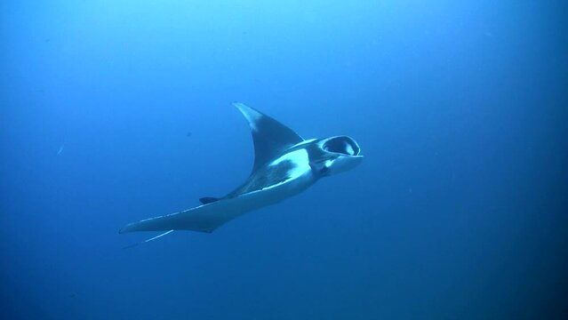 Giant manta ray (Manta birostris) from side