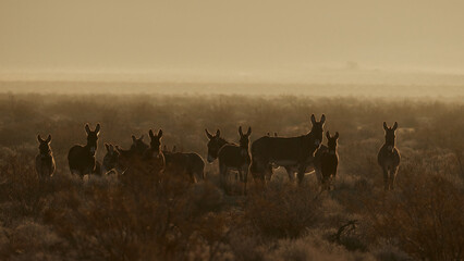 Fototapeta na wymiar Drove of wild burros in the morning haze