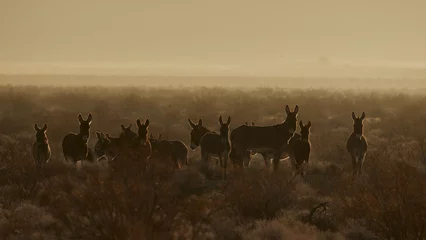 Fotobehang Drove of wild burros in the morning haze © Ed