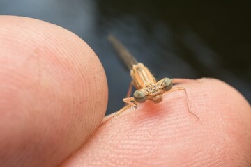 small brown Common Winter Damselfly on the finger head detail