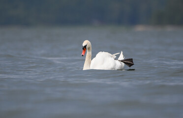 The Mute Swan (Cygnus olor) in the Archipelago in summer