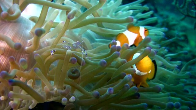 False clown anemonefish or nemo (Amphiprion ocellaris) with cleaner shrimp