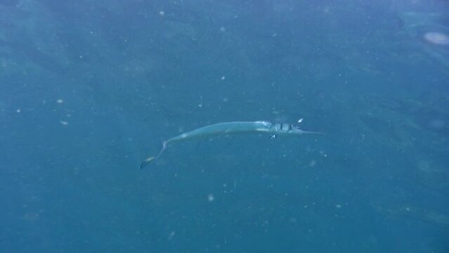 Crocodile longtom or Needlefish (Tylosurus crocodilus) being cleaned