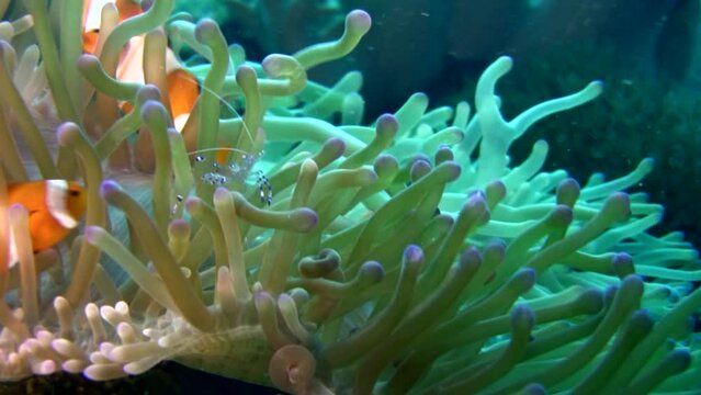 False clown anemonefish or nemo (Amphiprion ocellaris) with cleaner shrimp