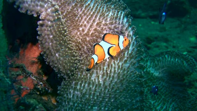 False clown anemonefish or nemo (Amphiprion ocellaris)