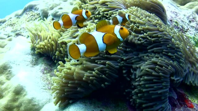False clown anemonefish or nemo (Amphiprion ocellaris) with strong current