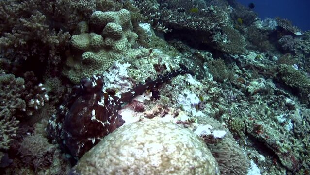 Common reef octopus (Octopus cyanea) mating