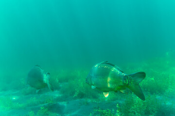A group of large carp swimming in a blue lake