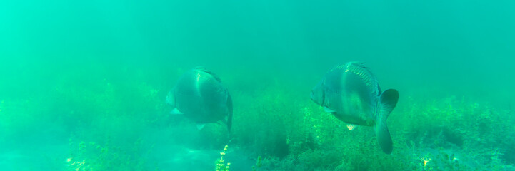 A group of large carp swimming in a blue lake