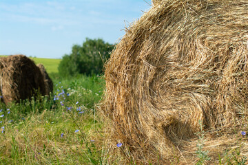 Haystack in the meadow. Russia. Summer. Close up.