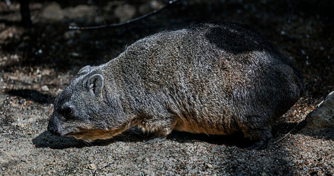 Rock hyrax also called rock badger and Cape hyrax. Latin name - Procavia capensis