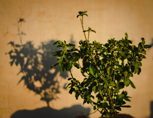 Tulsi plant in evening shade casting shadow over wall.