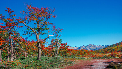 Hiking trail to the Esmeralda lake through magical colorful austral forests, peat bogs, dead trees,...