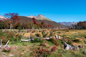 Hiking trail to the Esmeralda lake through magical colorful austral forests, peat bogs, dead trees,...