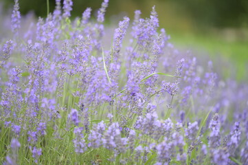 Fototapeta premium Lavender, nature, lavender field - purples with greenery in the landscape
