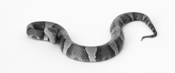 Venomous Copperhead snake, isolated on white background to show pattern of scales close up.