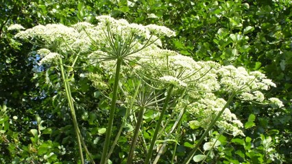  giant hogweed, dangerous neophyte in a medaow in Germany