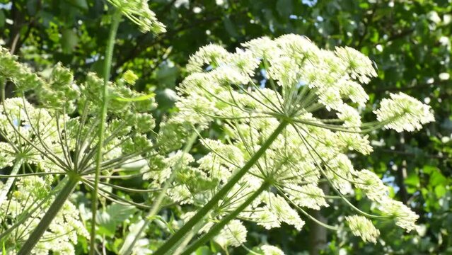  giant hogweed, dangerous neophyte in a medaow in Germany