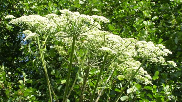  giant hogweed, dangerous neophyte in a medaow in Germany