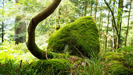 Felsen bemoost mit krummem Baum