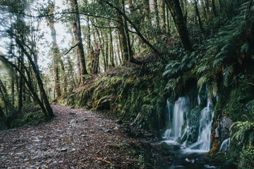 Obraz premium New Zealand rain forest, dark tones