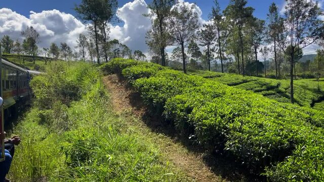 Sri Lanka tea plantations landscape from moving train from Ella town - one of the most picturesque railroad in the world. Traveling and tea producing industry concept 4K footage.